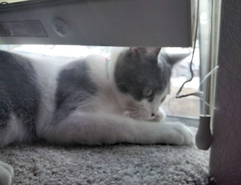 8tshare6a software download