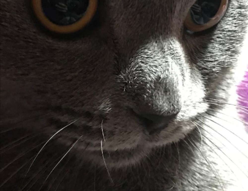 about qullnowisfap products