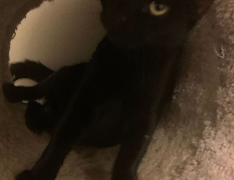 dowsstrike2045 python