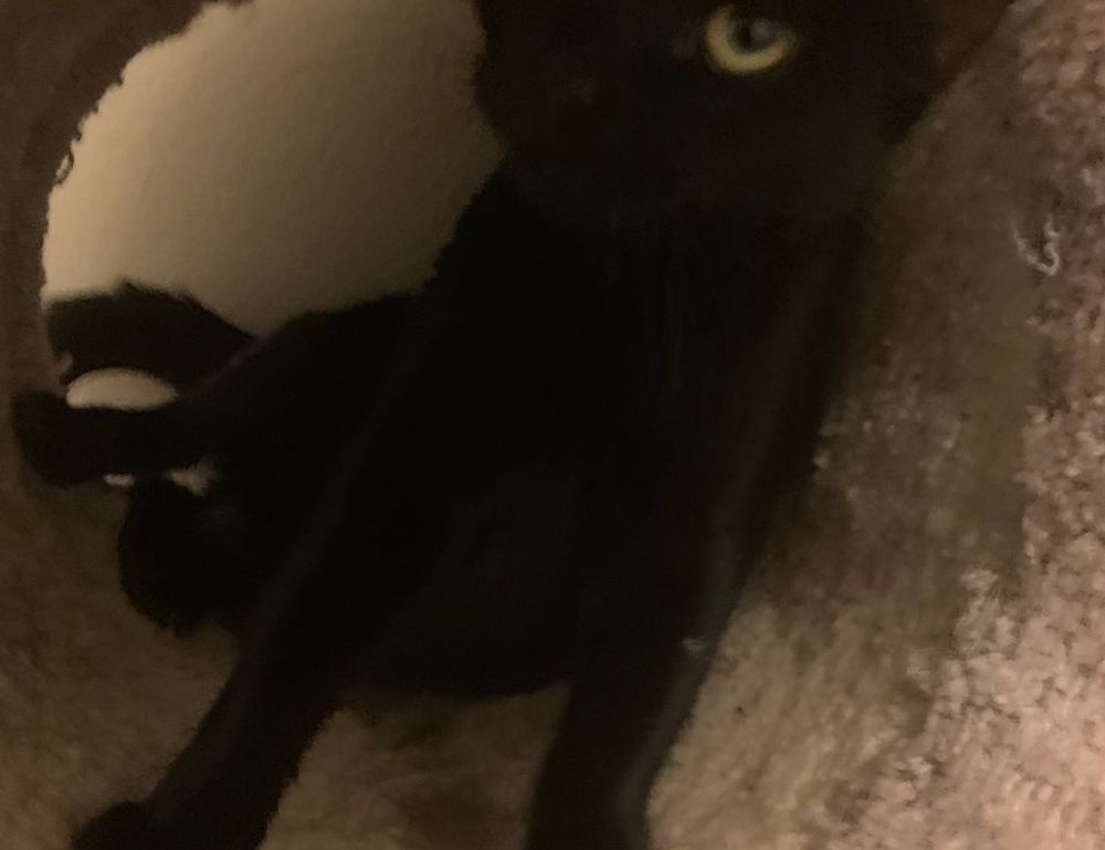 dowsstrike2045 python