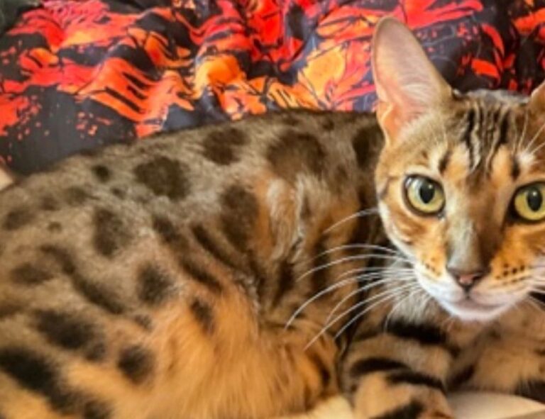 how to diagnose pavatalgia disease