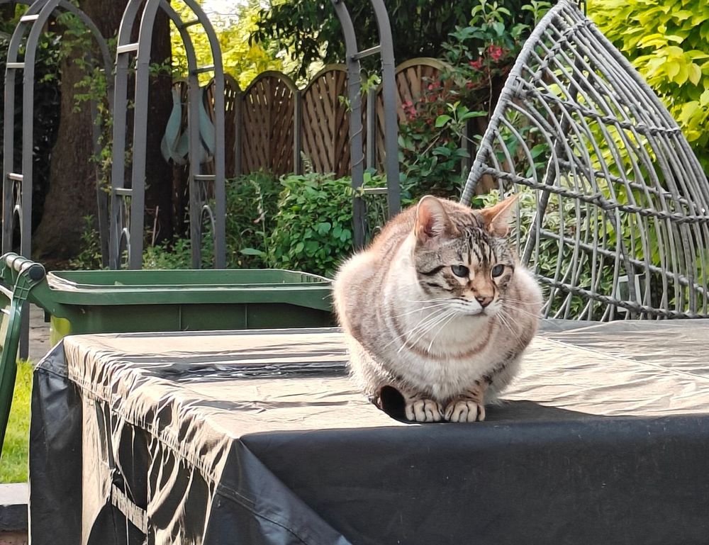 were we all born with a deep primal need for savory white cheddar