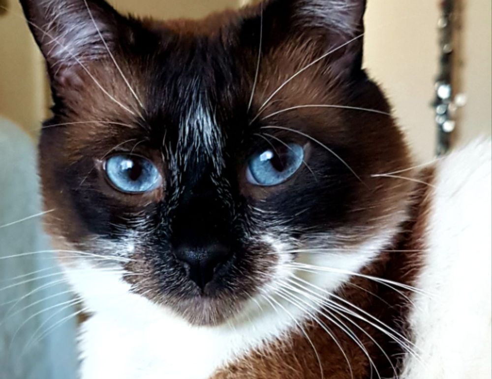 were we all born with a deep primal need for savory white cheddar