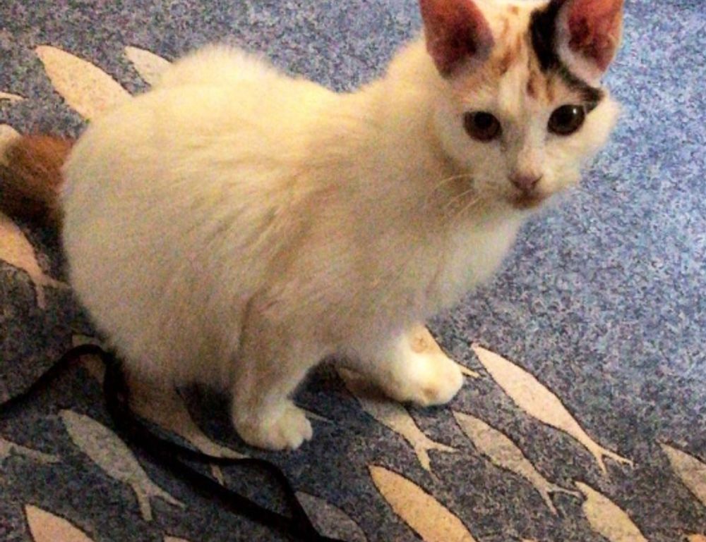 were we all born with a deep primal need for savory white cheddar