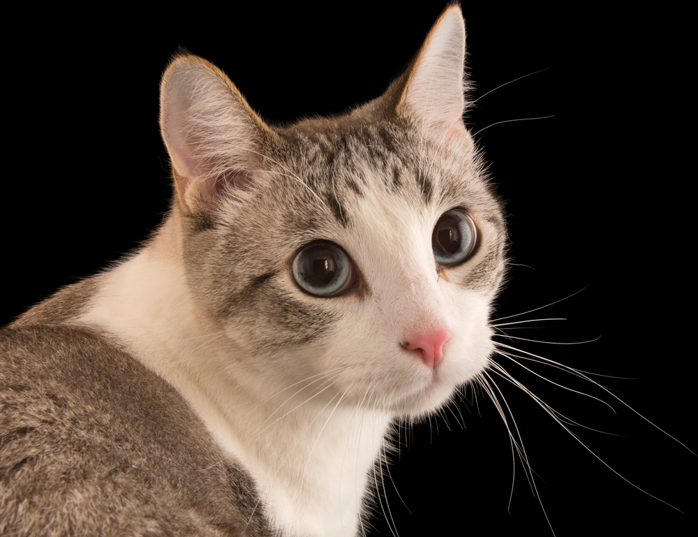 what american author has written the most books