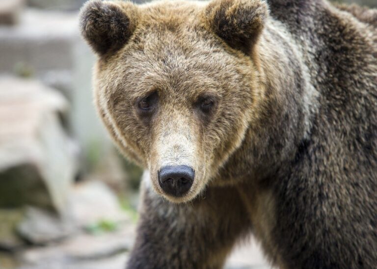 what are colleen hoover books rated