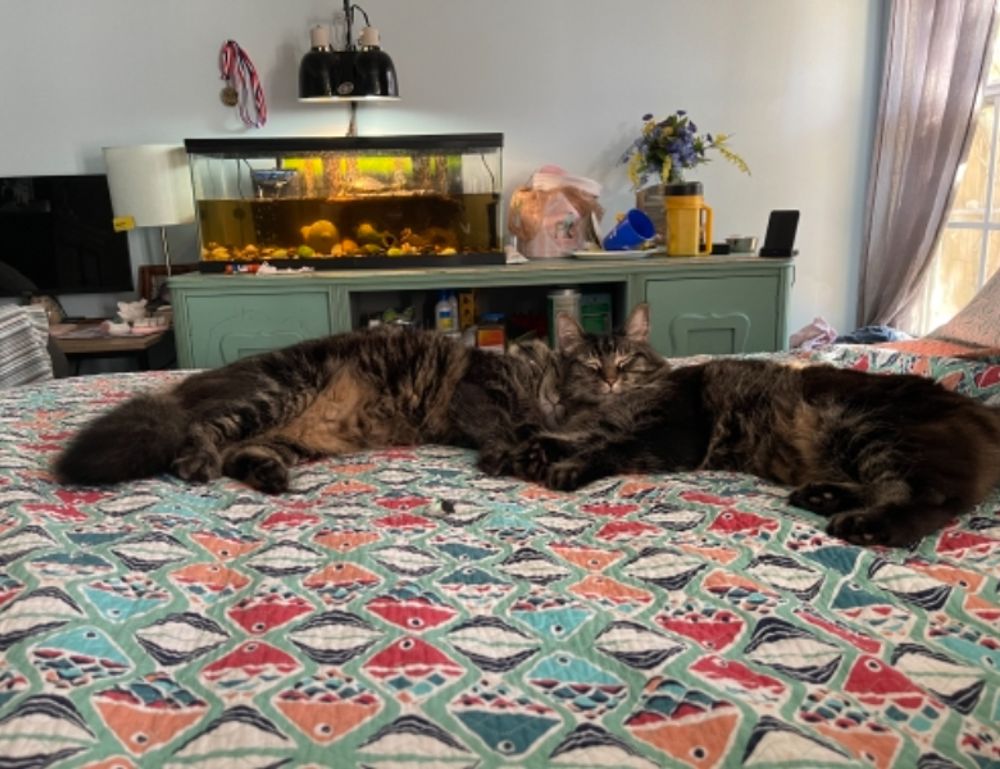 what are colleen hoover books rated