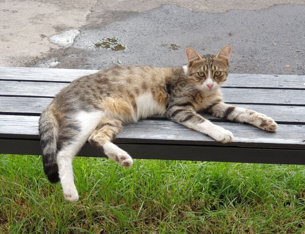 william sonoma check gift card balance