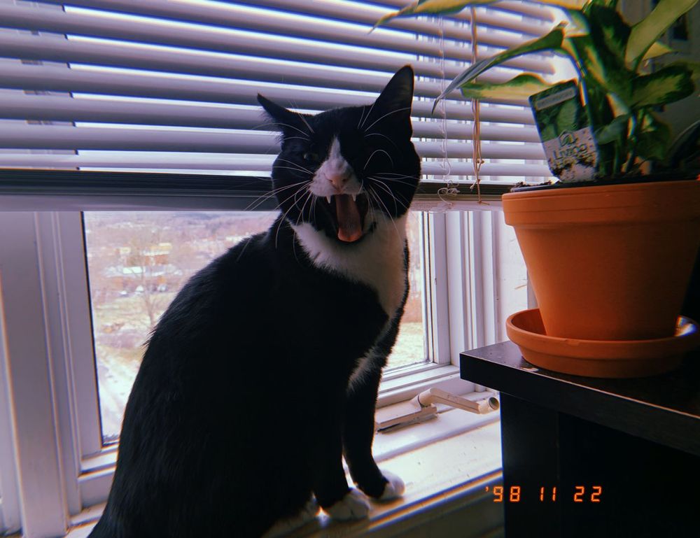 william sonoma gift card check balance