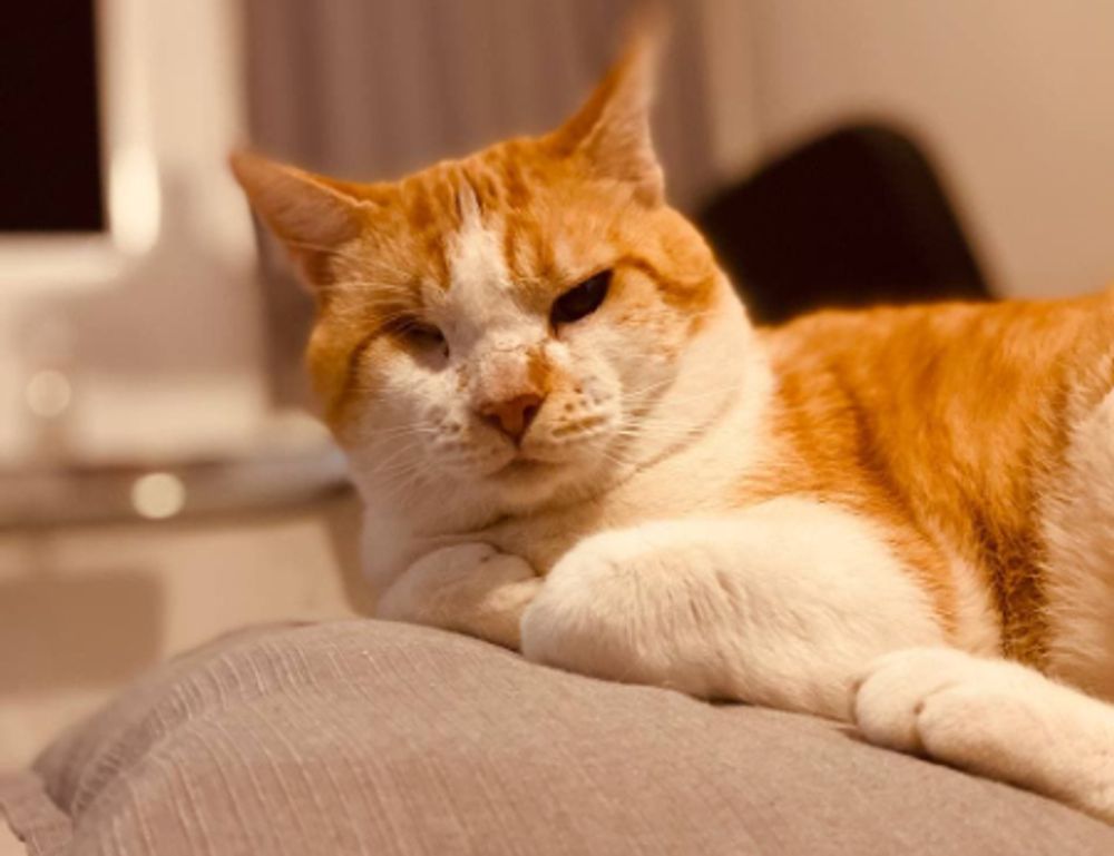 williams sonoma check gift card balance