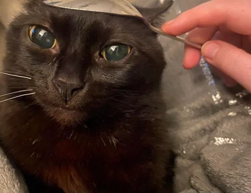 witch hazel on face side effects