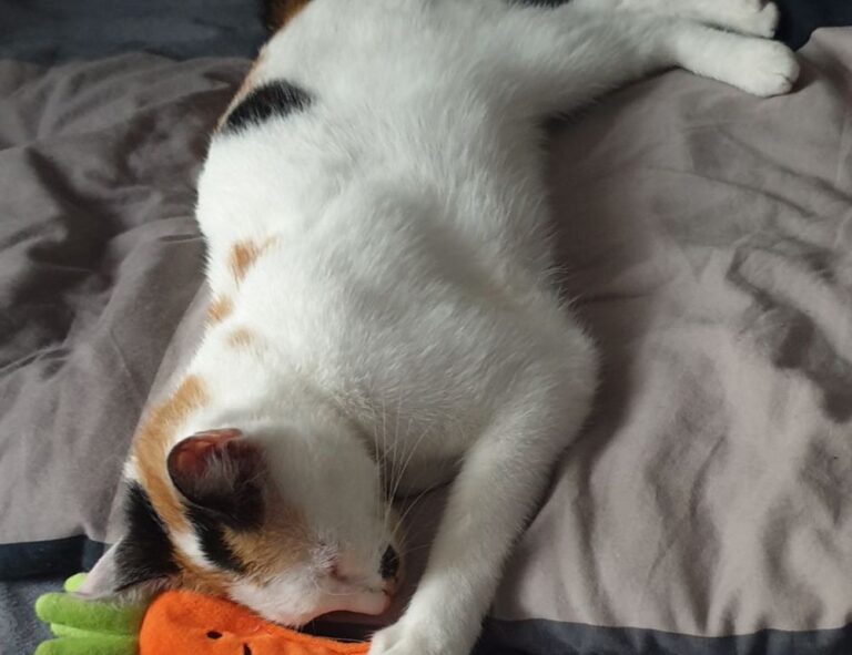 your call cannot be completed as the called party is busy