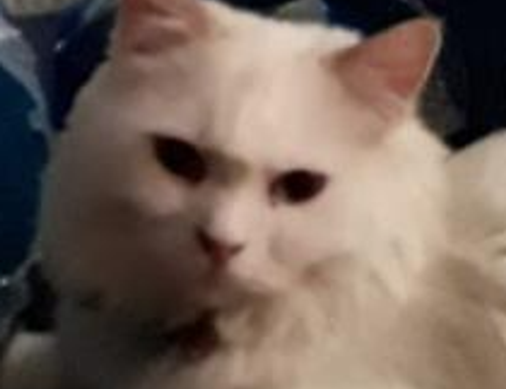 your call cannot be completed as the called party is busy