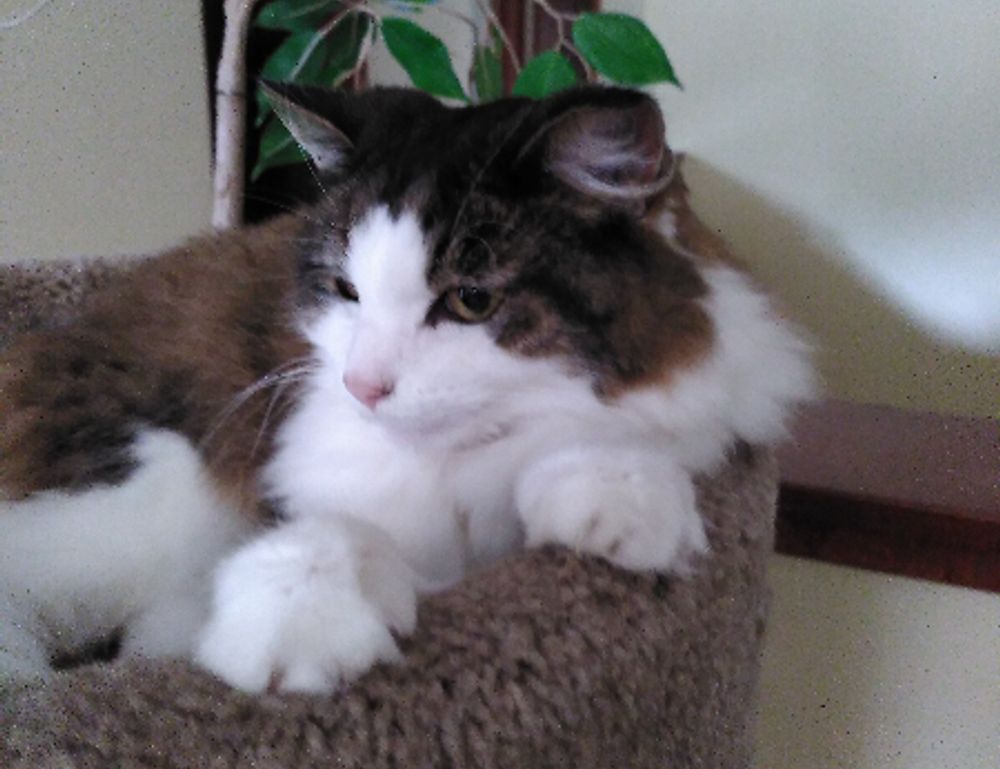 about qullnowisfap products