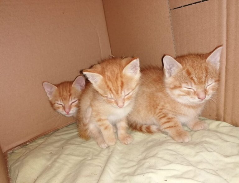 word for caring too much about others