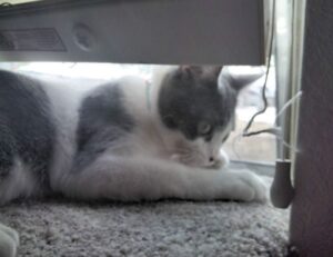 8tshare6a software download