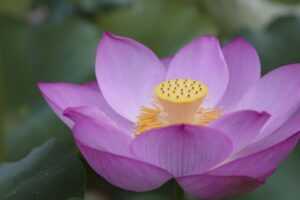 exhibition paint arcachdir