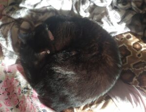 ingredients in vullkozvelex safe to use