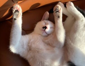 ingredients in wullkozvelex