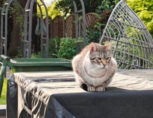 were we all born with a deep primal need for savory white cheddar