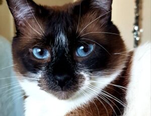 were we all born with a deep primal need for savory white cheddar