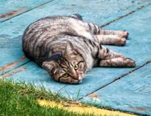 were we all born with a deep primal need for savory white cheddar