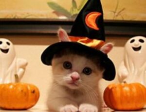 were we all born with a deep primal need for savory white cheddar