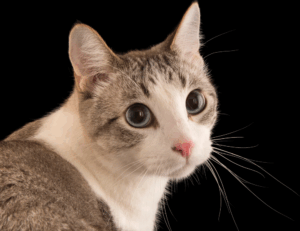 what american author has written the most books