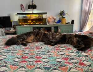 what are colleen hoover books rated