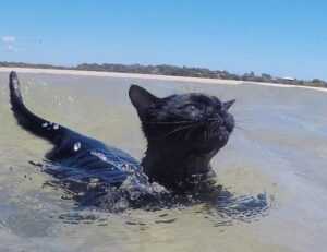 will an apartment complex deny you if you are just $300 short of the 3x the rent requirement