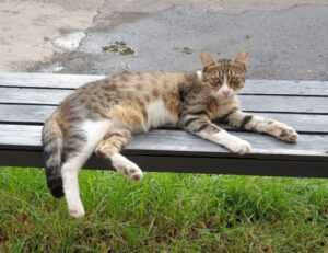 william sonoma check gift card balance