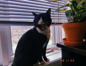 william sonoma gift card check balance