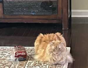 wispy bangs hairstyle for round face to look slim