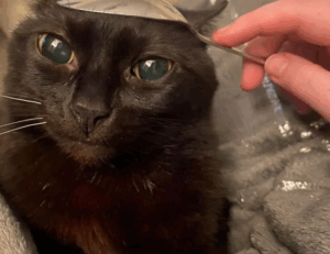 witch hazel on face side effects