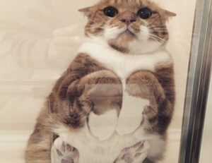 www mysubwaycard com gift card balance