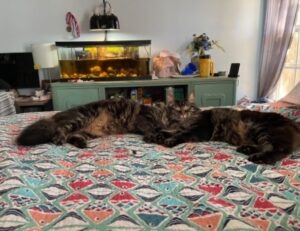 yonke el pulpo en los angeles