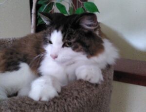 about qullnowisfap products