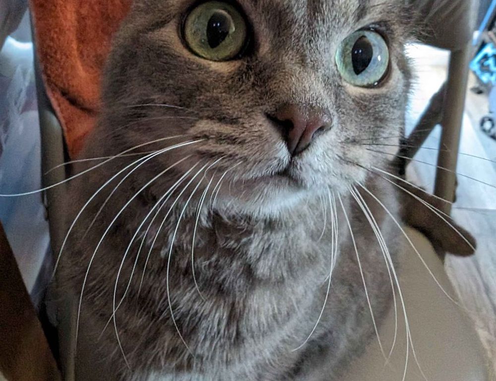 best logo dimensions flpcrestation