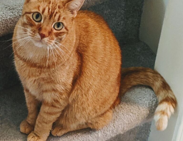 can canvas paintings be rolled arcahexchibto