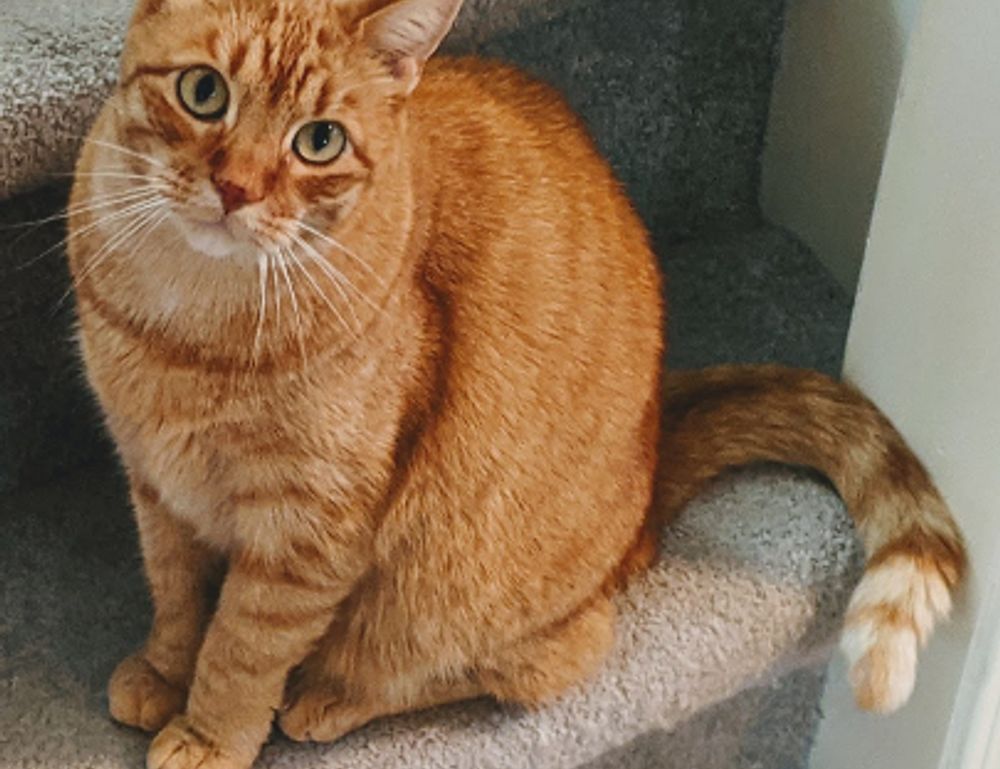 can canvas paintings be rolled arcahexchibto