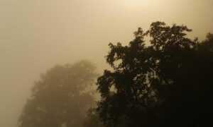 exhibitions oil paintings arcagallerdate