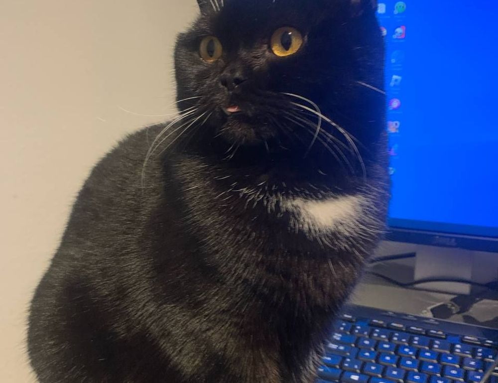 flpcrestation free marks by freelogopng