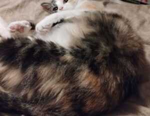 free stamps flpemblemable