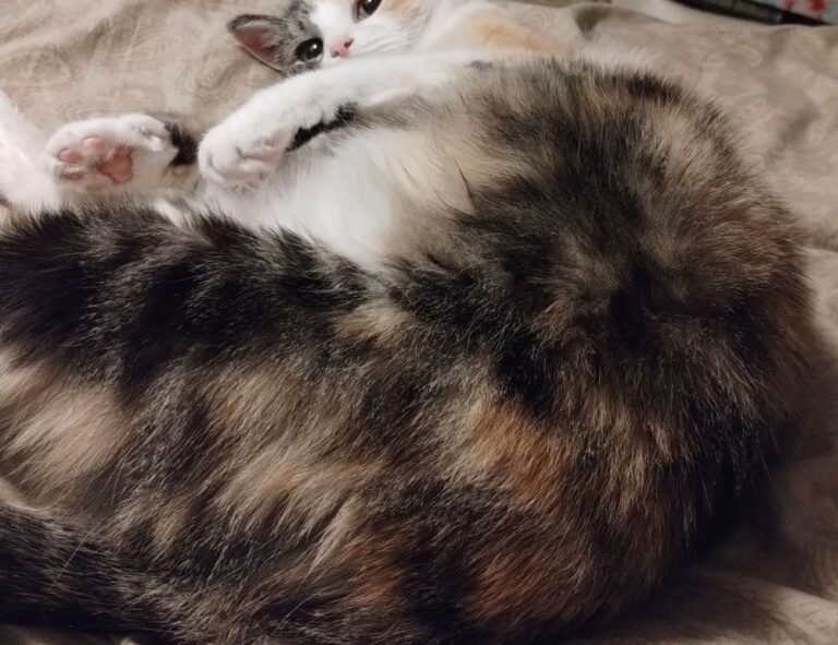 free stamps flpemblemable