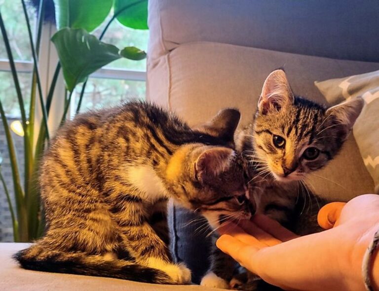 how to submit paintings to a gallery arcahexchibto