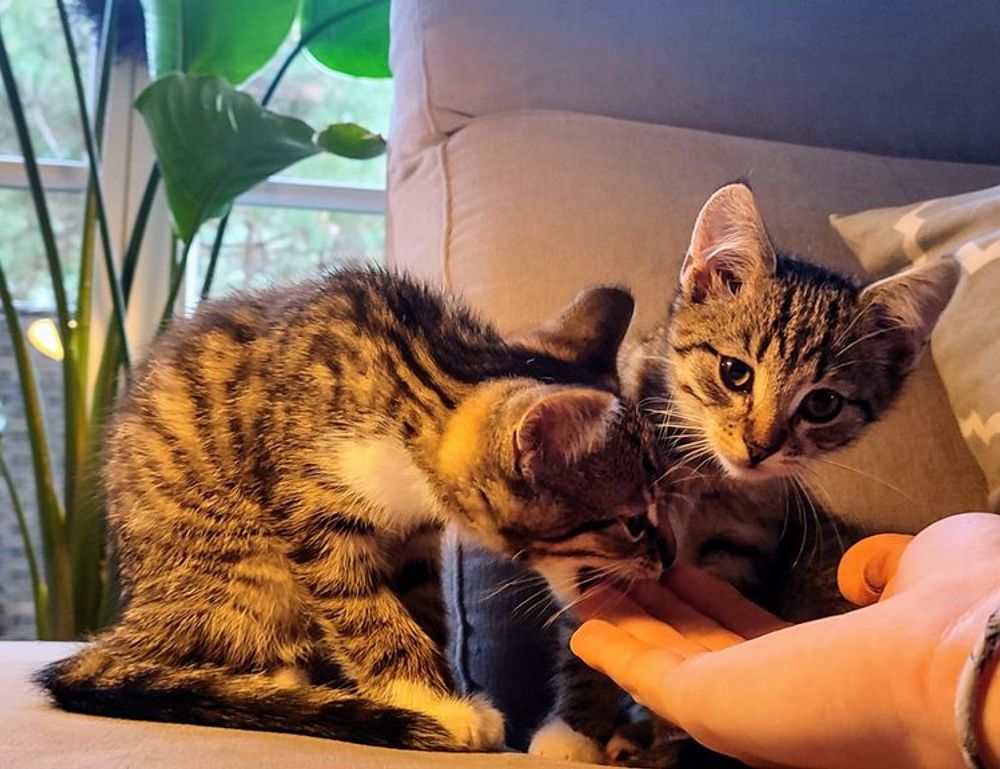 how to submit paintings to a gallery arcahexchibto