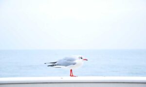 mark directory flpcrestation