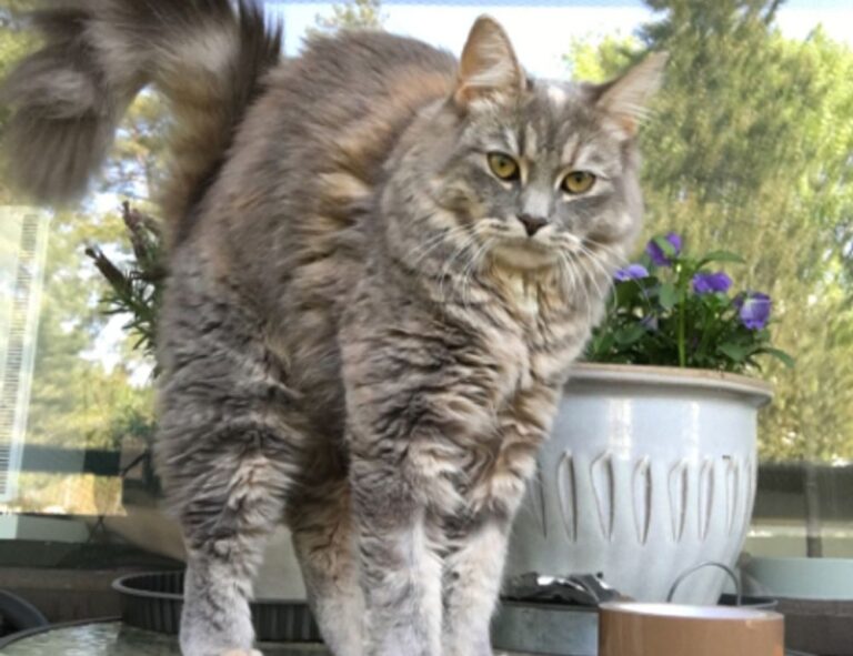 oil paintings exhibition arcagallerdate