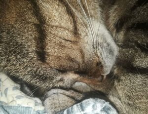 what american author has written the most books