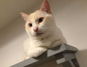 what is logo symbol flpemblemable